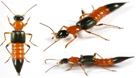 Top 7 loài kiến độc nhất tại Việt Nam